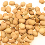 Faba bean