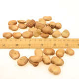 Faba bean