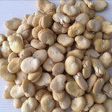 Faba bean