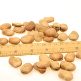 Faba bean